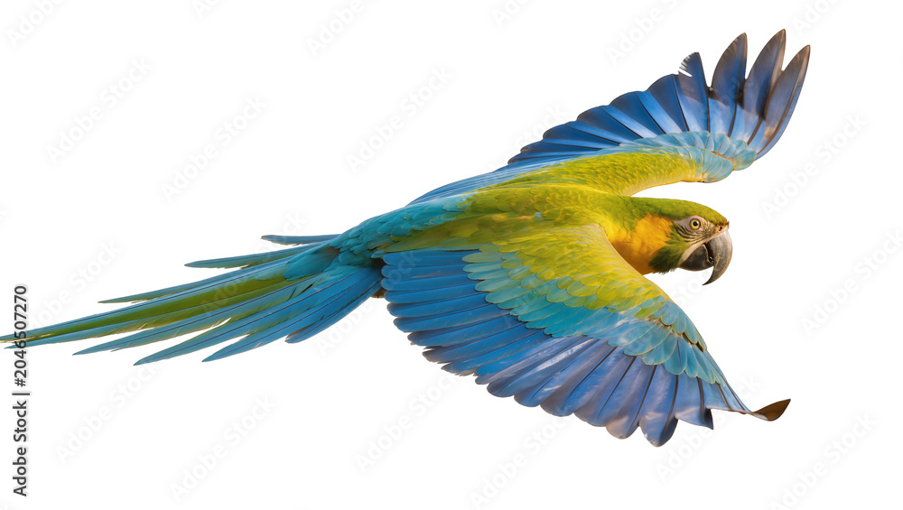 Obraz premium Blue and yellow macaw bird in flight, isolated on transparent background