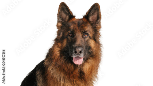 Obraz na płótnie German Shepherd dog with brown and black fur panting, isolated on transparent ba