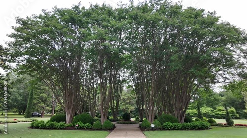 Wide shot of large green trees in a manicured garden with a paved walkway