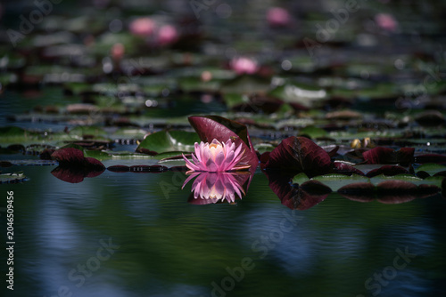 Pink lotus flower or water lily in a pond with reflection on water surface. Shallow depth of field