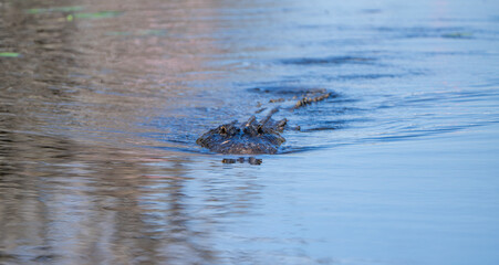 close up on an alligator swimming in the river