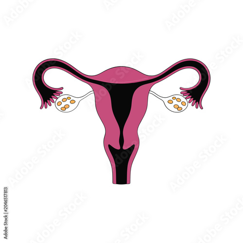 Female reproductive system illustration magenta and black anatomical diagram