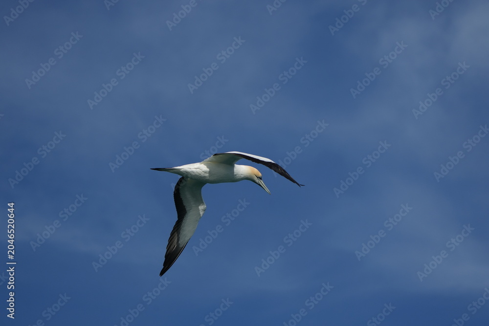 Fototapeta premium portrait of the Australasian gannet (Morus serrator), Australian gannet, tākapu - taken in the Hauraki Gulf Marine Park - Auckland, New Zealand