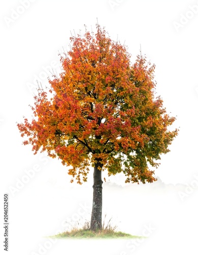 Autumn leaves bouquet in vase on table.