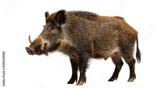 Tableau sur toile Brown wild boar with tusks, isolated on transparent background