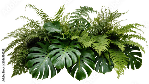 Photos Isolated vibrant mix of fresh green tropical Monstera leaves and various types o