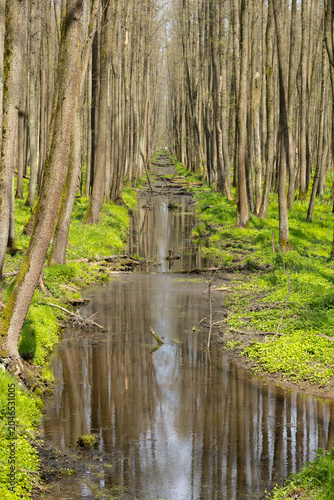 Forest stream flowing through green woodland in spring

