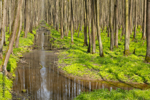 Forest stream flowing through green woodland in spring

