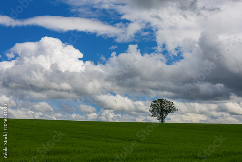 Lone Tree on Green Meadow Under Dramatic Cloudy Sky