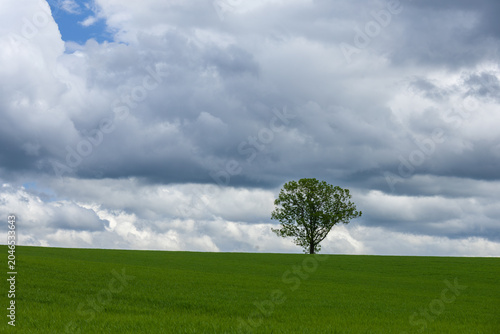 Lonely Tree on Green Field Beneath Dramatic Cloudy Sky
