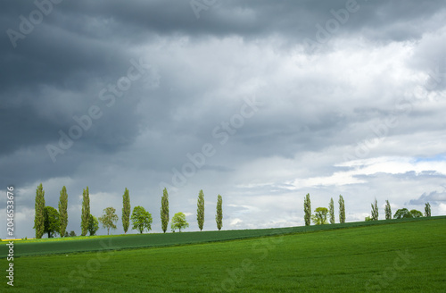 Green Fields and Poplar Trees Beneath Dramatic Storm Clouds