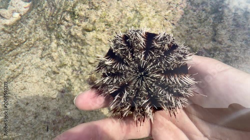Top-down macro shot of live sea urchin in hand underwater