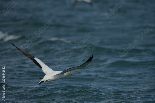Bild auf Leinwand portrait of the  Australasian gannet (Morus serrator),  Australian gannet, tākap