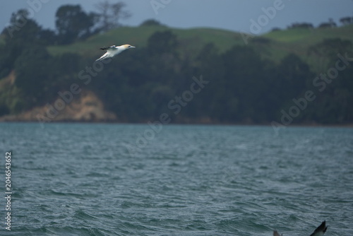 Konstfotografi portrait of the  Australasian gannet (Morus serrator),  Australian gannet, tākap