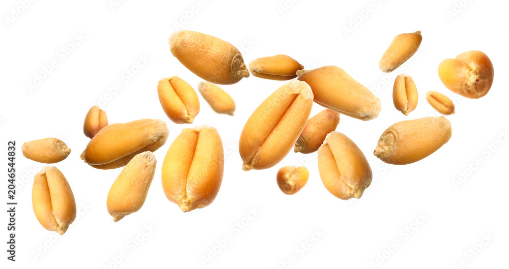 Obraz premium Wheat grains flying in air against white background