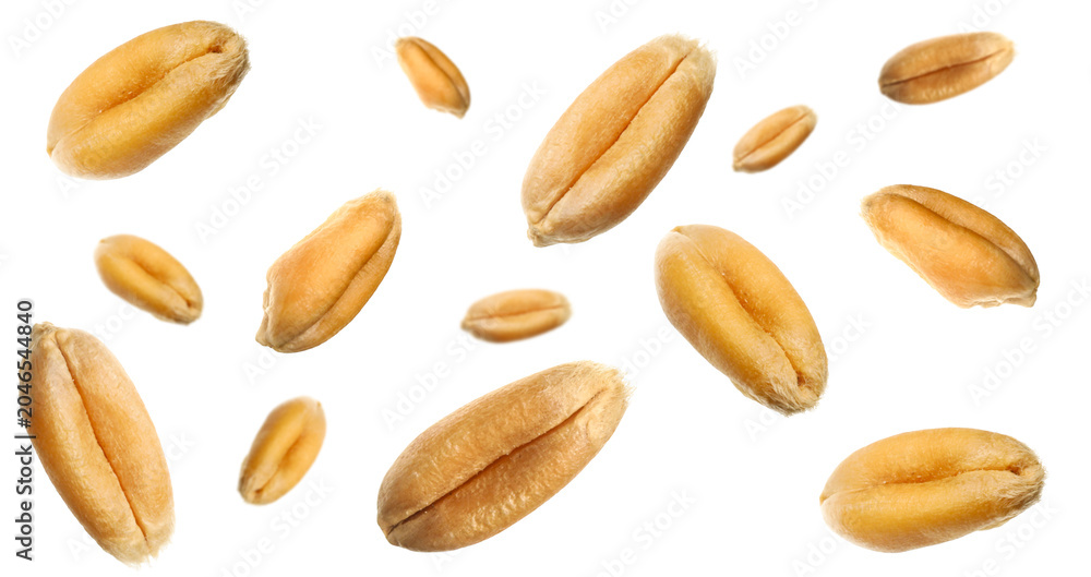 Obraz premium Wheat grains flying in air against white background
