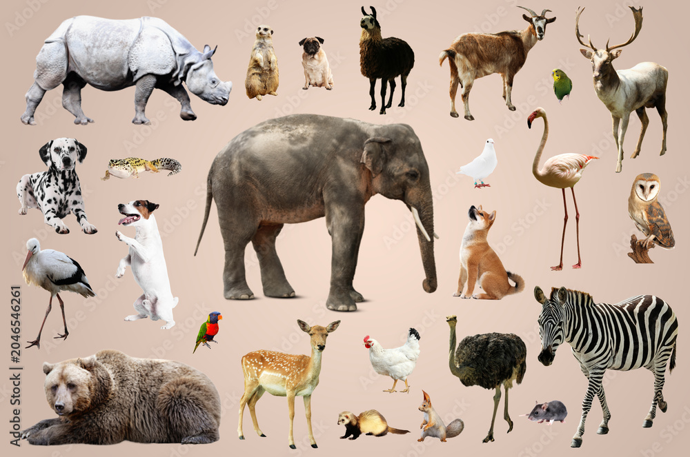 Obraz premium Many different animals on beige background, collection