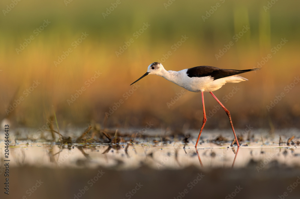 Obraz premium Common stilt bird ( Himantopus himantopus )
