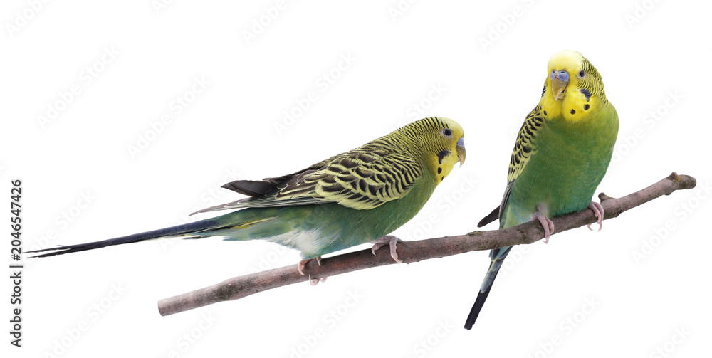 Obraz premium Bright parrots on branch against white background. Cute pet