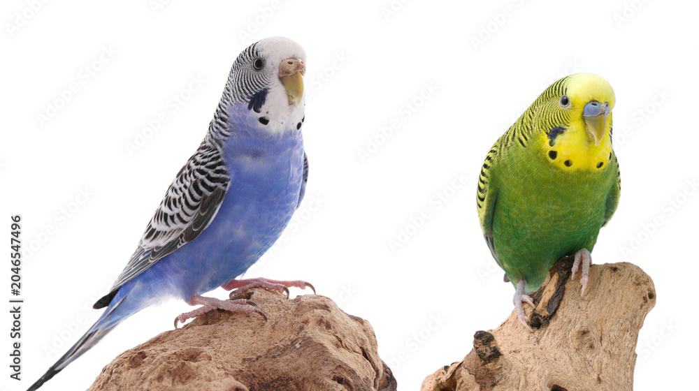 Obraz premium Bright parrots on wood against white background. Cute pet