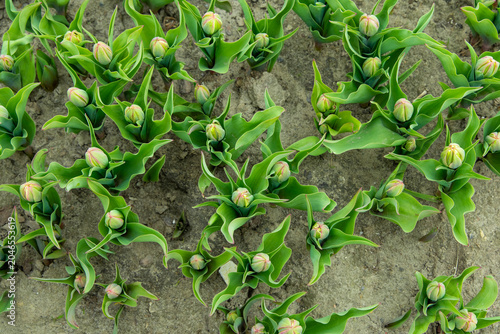 Tablou pe pânză Emerging tulip buds awaken in a vibrant field of lush green leaves near the sett