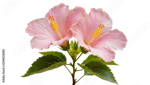 Bild auf Leinwand Two delicate pink hibiscus flowers with yellow stamen and green leaves, isolated