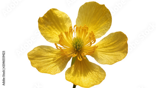 Obraz na płótnie Isolated vibrant yellow buttercup flower in full bloom, delicate petals and prom