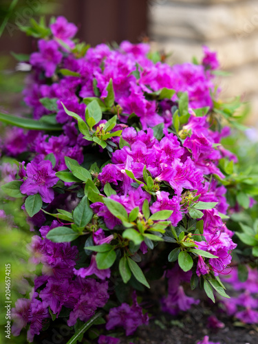 Blooming pink purple magenta Japanese azalea rhododendron Konigstein in spring garden. Vibrant flowers of ornamental evergreen shrub in full bloom, natural floral background, selective focus.