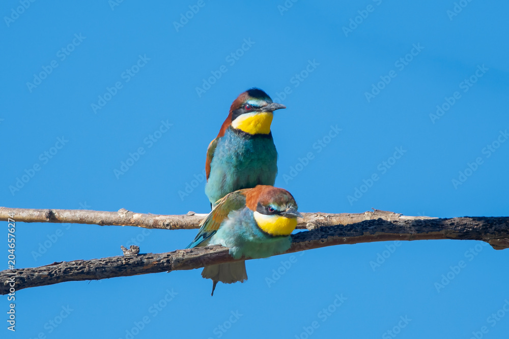 Obraz premium Arıkuşu » European Bee-eater » Merops apiaster