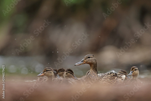 Photos kaczka krzyżówka (Anas platyrhynchos) duck