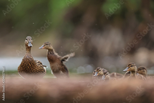 Fotografie kaczka krzyżówka (Anas platyrhynchos) duck