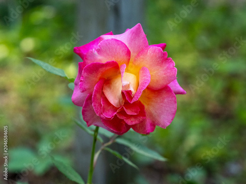 Pink and Yellow Bicolor Rose Bloom on Single Stem in Garden