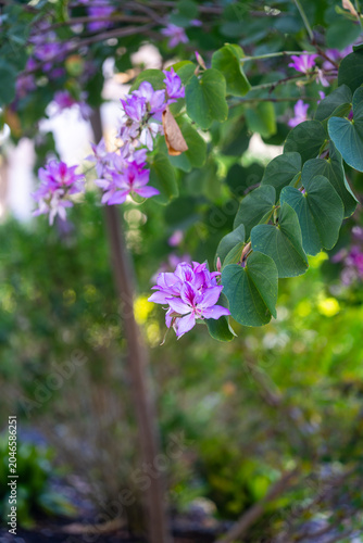 Картината върху платно Bauhinia Purple Flowers and Bilobed Leaves on Tree Branch
