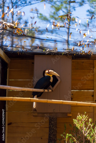 Canvas Print Wreathed Hornbill Perched at Wooden Nest Box in Zoo Enclosure