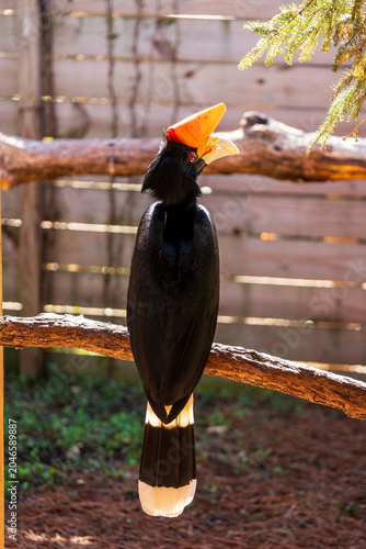 Photography Rhinoceros Hornbill Perched on Wooden Branch in Enclosure