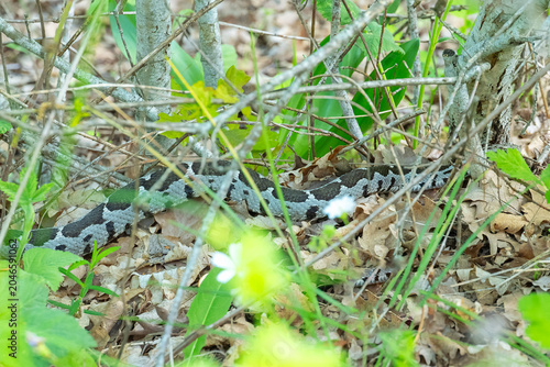 Obraz na plátne snake in the grass
