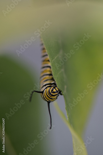 monarch caterpillar