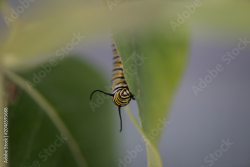 monarch caterpillar eating leaf