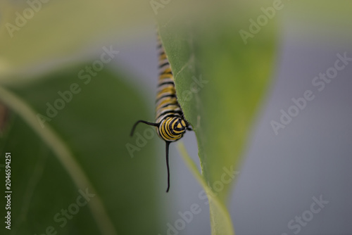 monarch caterpillar