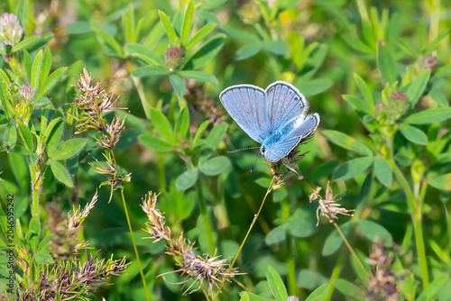 Çokgözlü Güzel Mavi » Cyaniris semiargus » Mazarine Blue