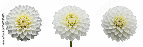 Beautiful White Dahlia Chrysanthemum Flower Transparent PNG Clipart Set, Elegant Spring Botanical Blossom Collection, Wedding Floral Decoration Bundle, Garden Graphic Design Elements Cutout Isolated A