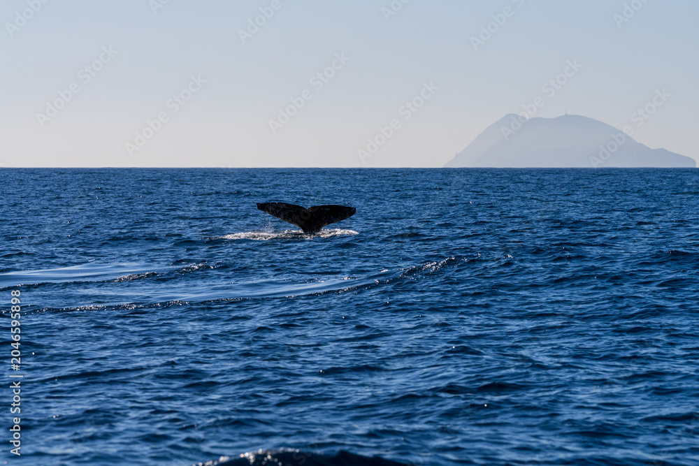 Naklejka premium Whale Fluke Breaking Surface in Open Ocean with Island Silhouette