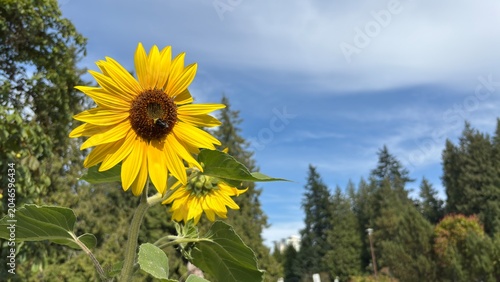 Photos Common Sunflower