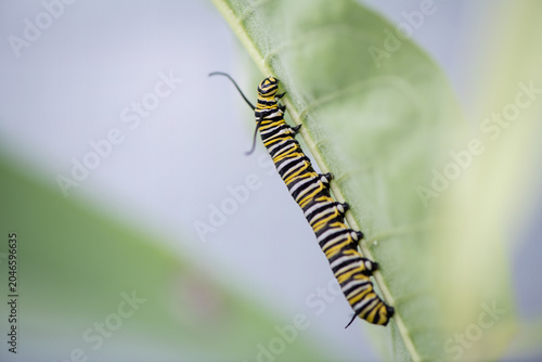 monarch caterpillar climbing