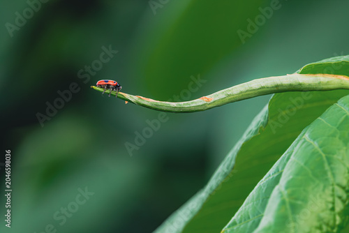 Foto Tiny bug relaxing on the sleek plant