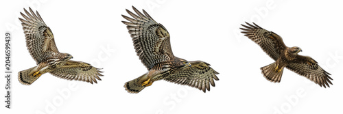 Isolated Flying Bird of Prey Hawk 3D Illustration Transparent Background Wildlife Nature Predator Wingspan Soaring Avian Specimen Graphic High Resolution Commercial Microstock