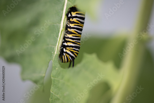 monarch caterpillar