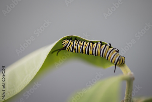 monarch caterpillar on leaf