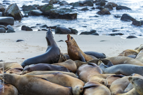 Foto Large Colony of Sea Lions Resting on Sandy Beach Near Rocky Shore
