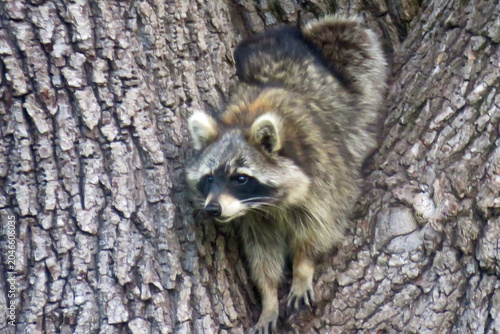 Raccoon Up a Tree